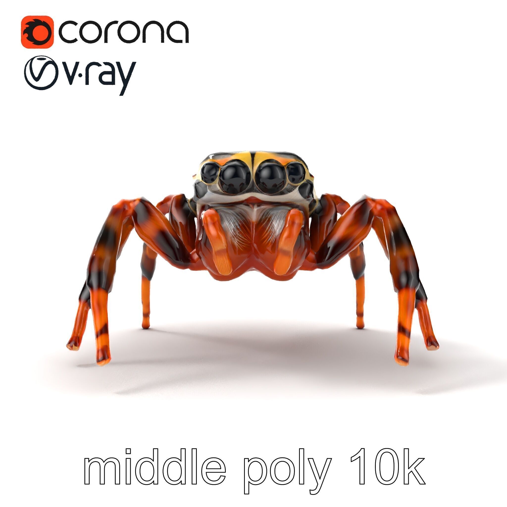 Jumping Spider Colorful Pattern Agile Leaping model pack Low-poly 3D model_15