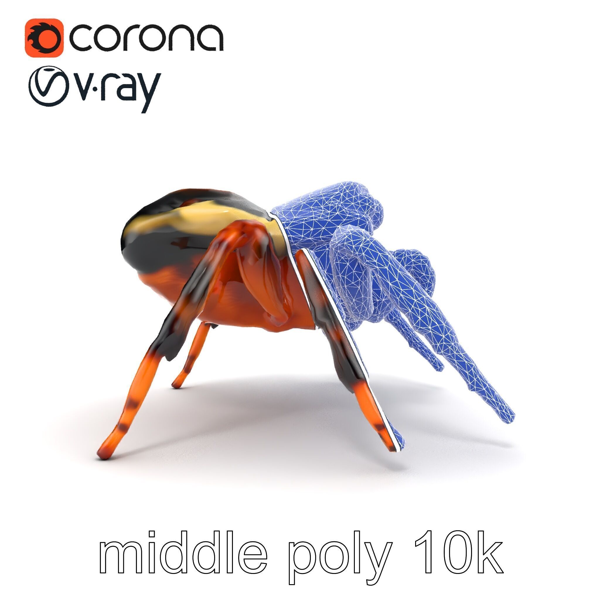 Jumping Spider Colorful Pattern Agile Leaping model pack Low-poly 3D model_22