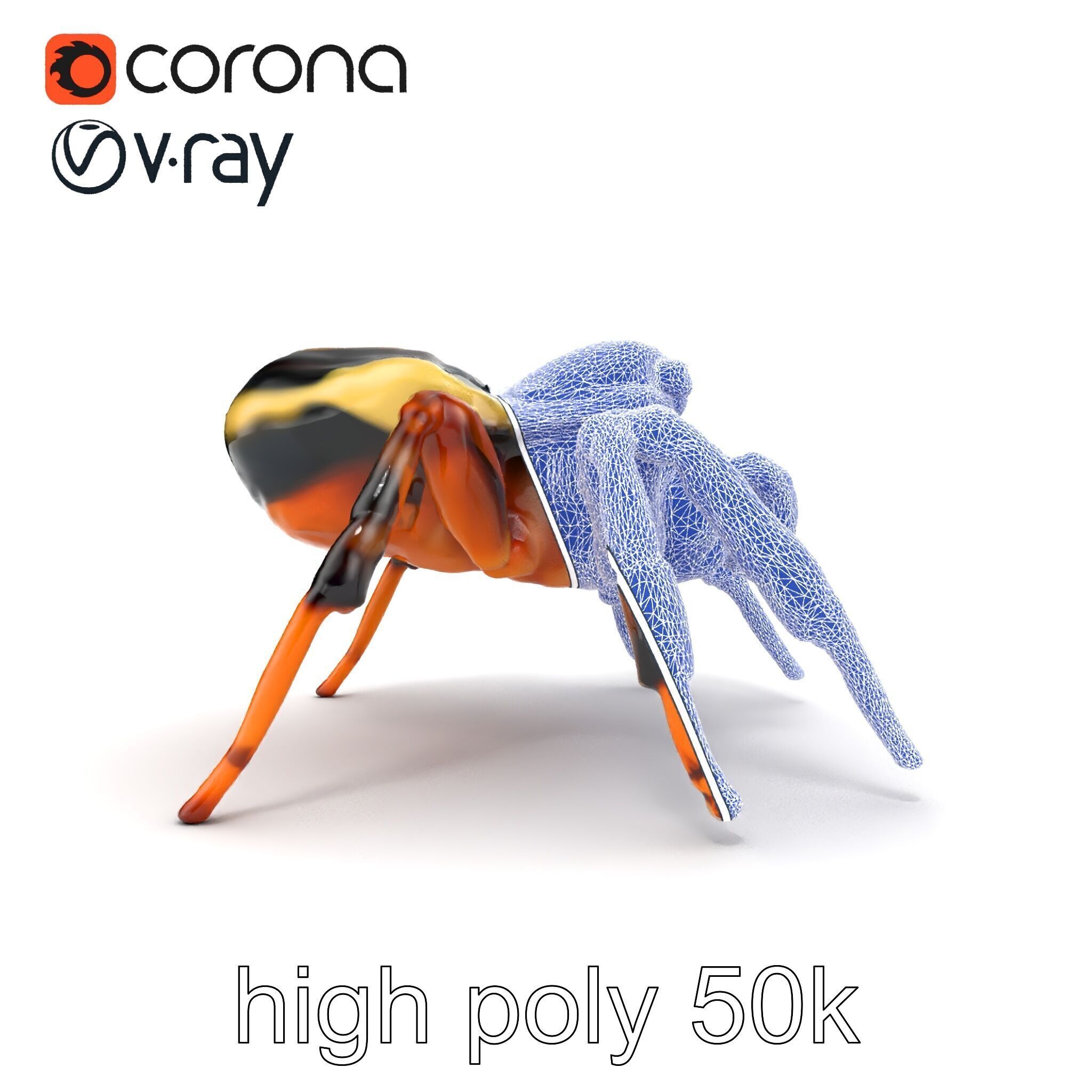 Jumping Spider Colorful Pattern Agile Leaping model pack Low-poly 3D model_26