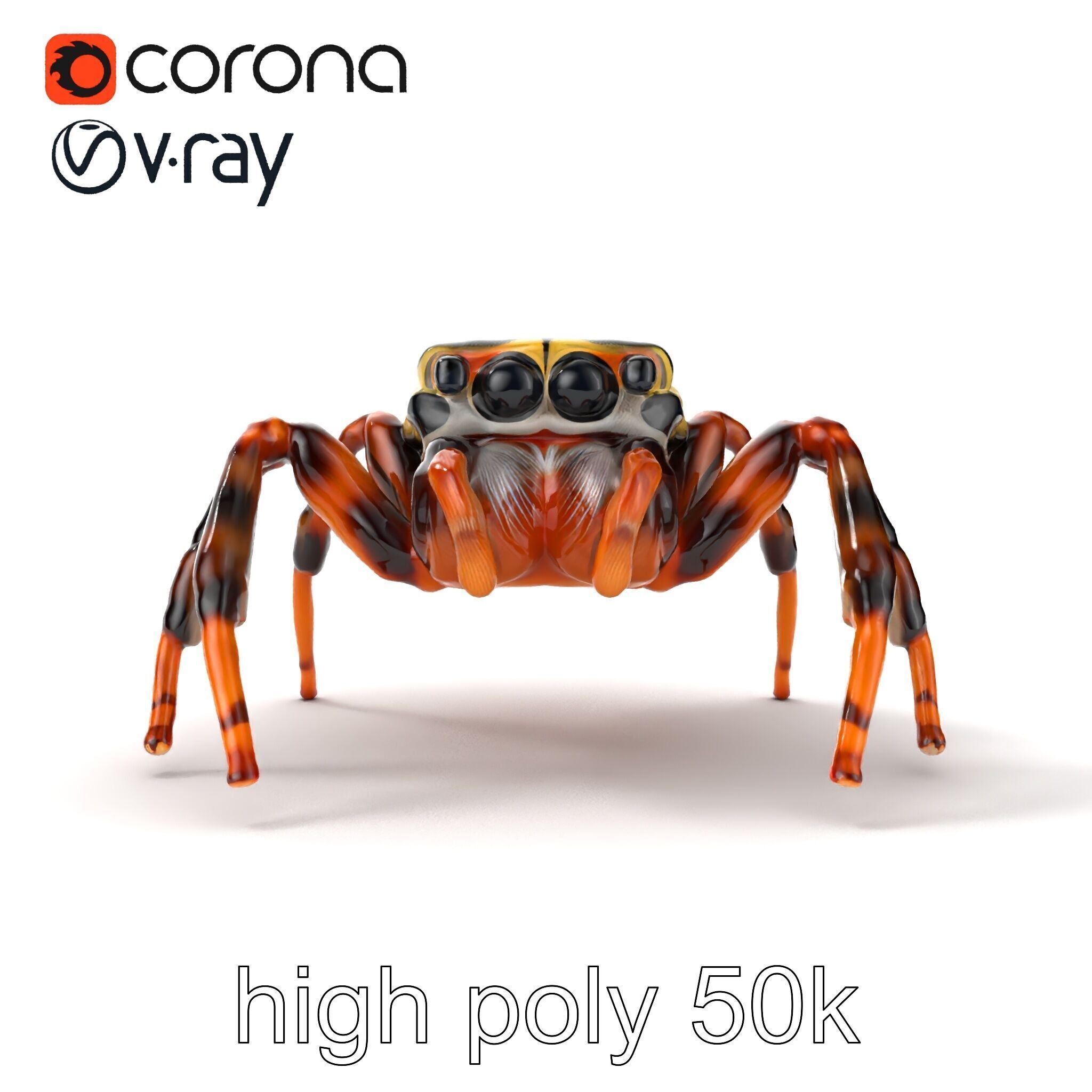 Jumping Spider Colorful Pattern Agile Leaping model pack Low-poly 3D model_21