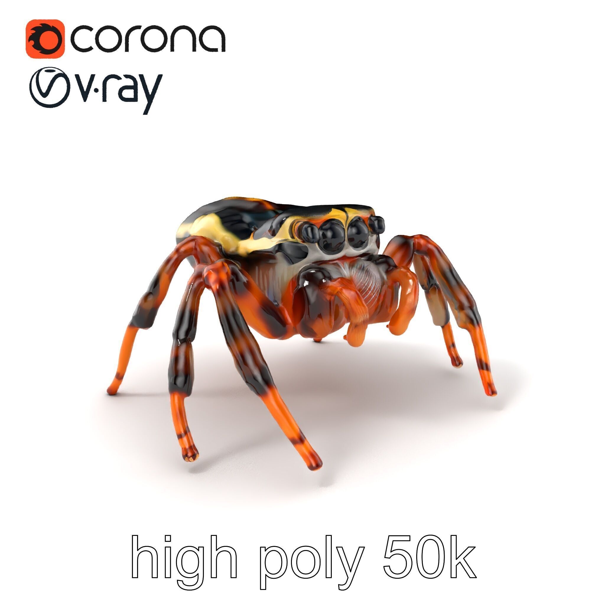 Jumping Spider Colorful Pattern Agile Leaping model pack Low-poly 3D model_2