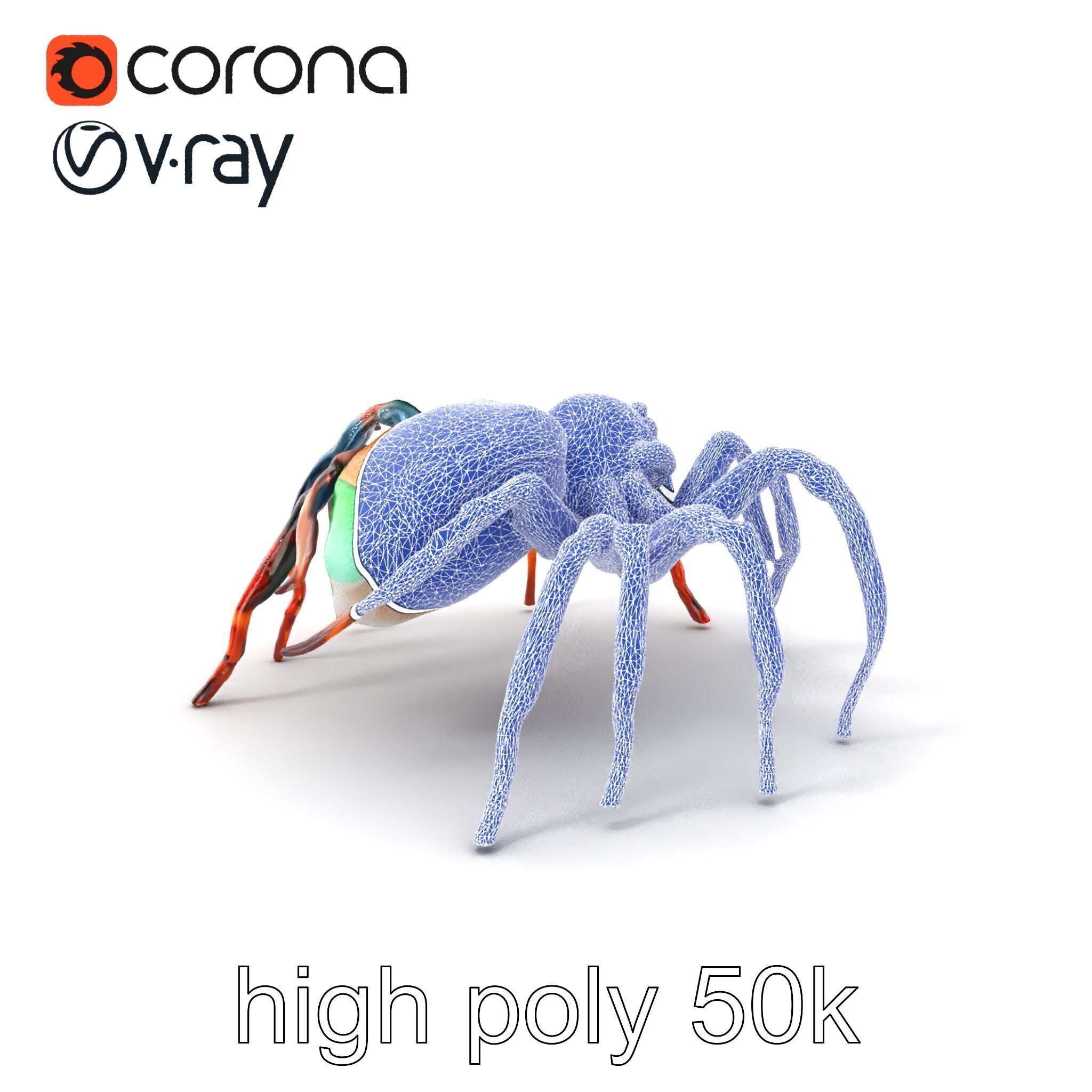 Vibrant Peacock Spider Detailed 3D Model Pack Low-poly 3D model_1