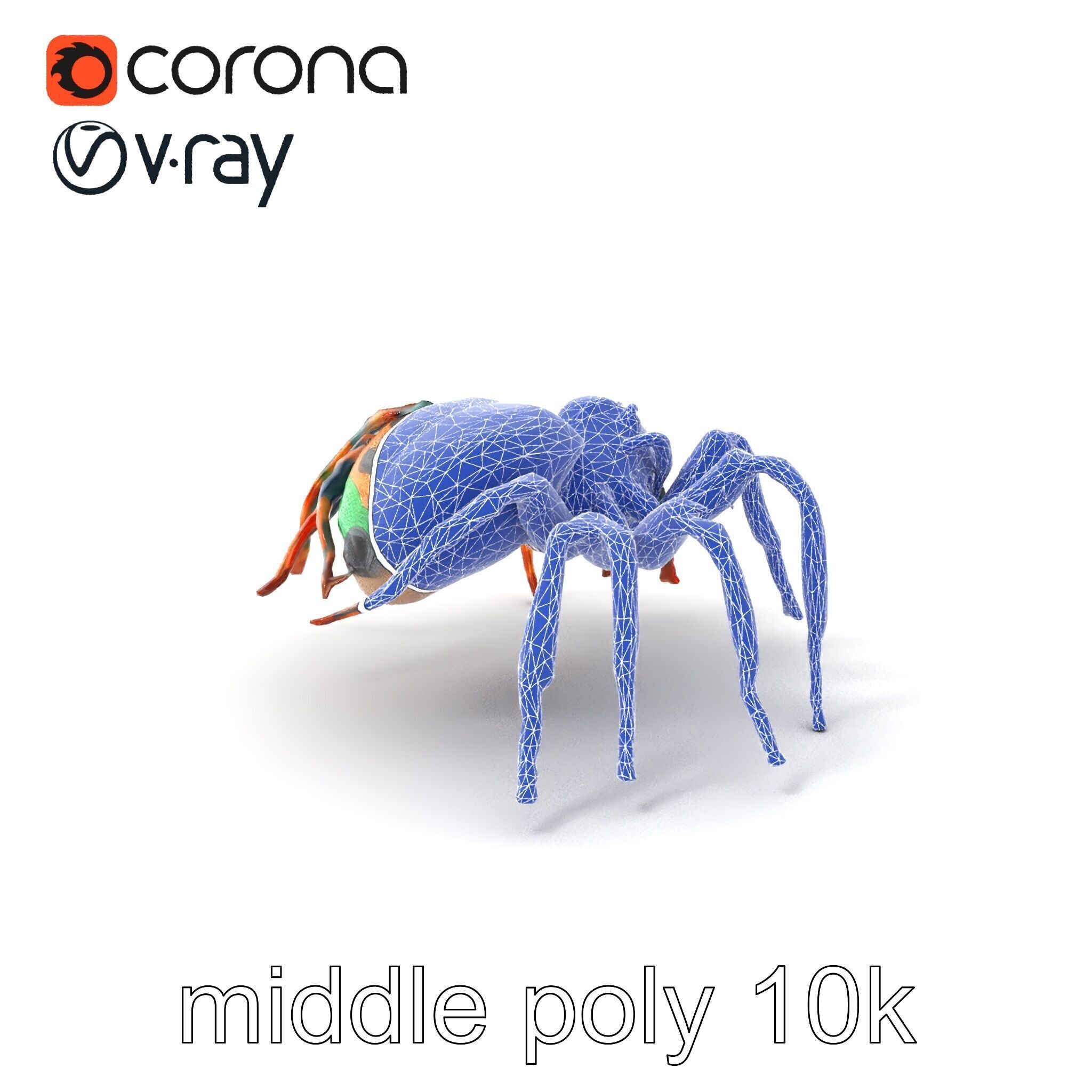 Vibrant Peacock Spider Detailed 3D Model Pack Low-poly 3D model_5