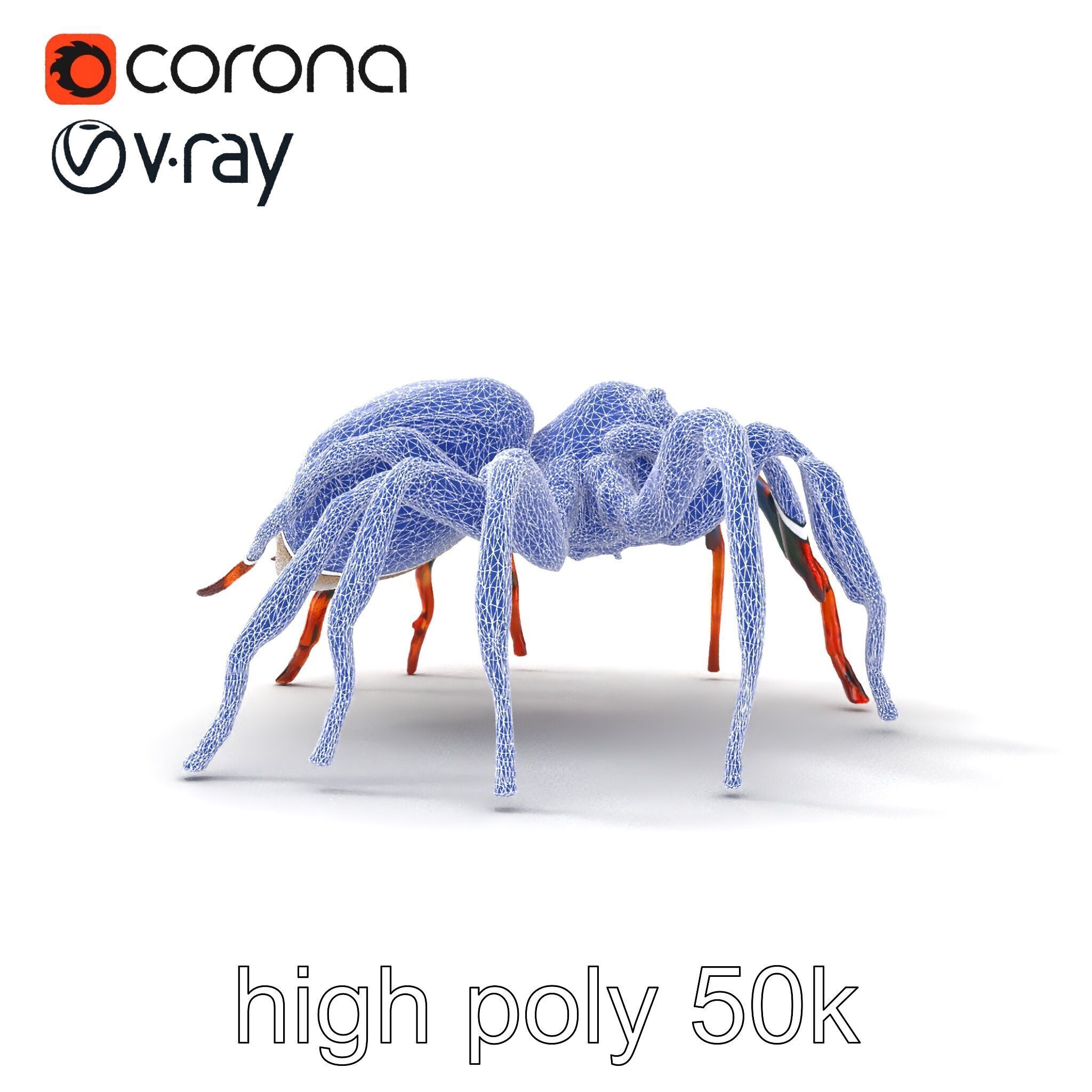 Vibrant Peacock Spider Detailed 3D Model Pack Low-poly 3D model_16