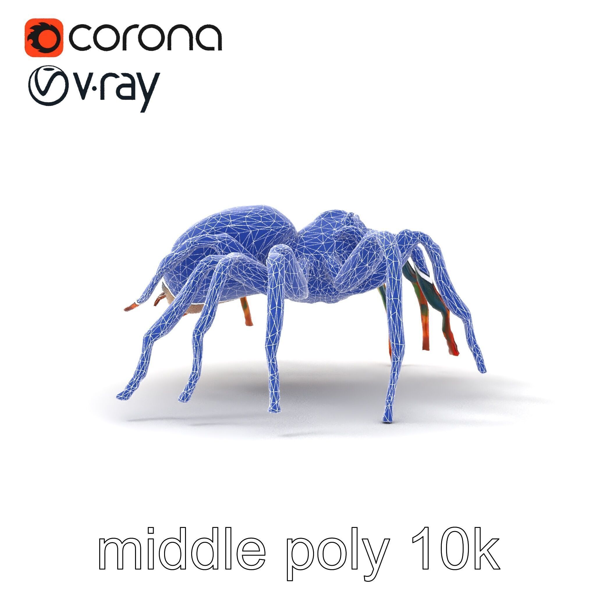 Vibrant Peacock Spider Detailed 3D Model Pack Low-poly 3D model_27