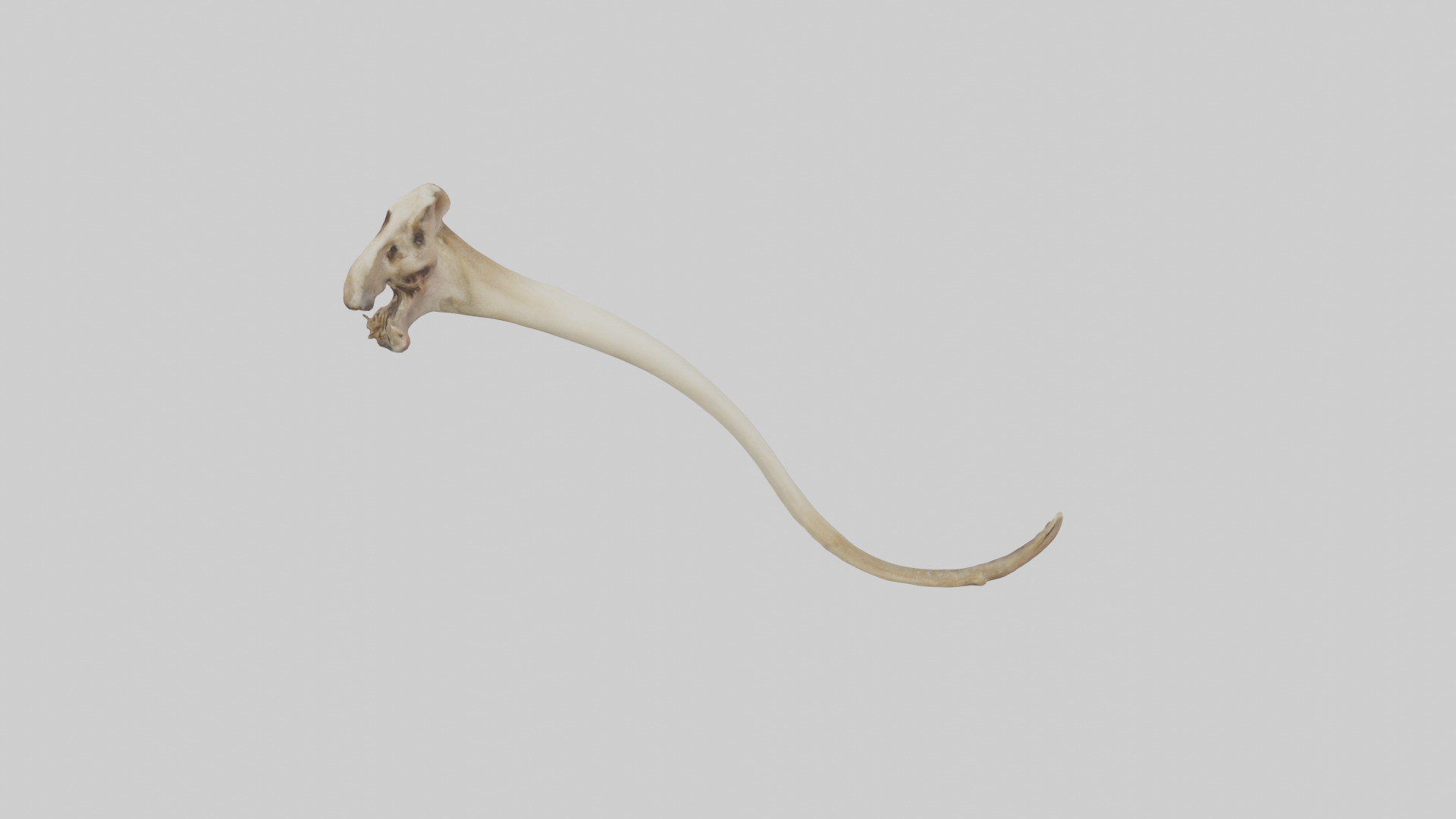 Kangaroo Tibia Low-poly 3D model_17