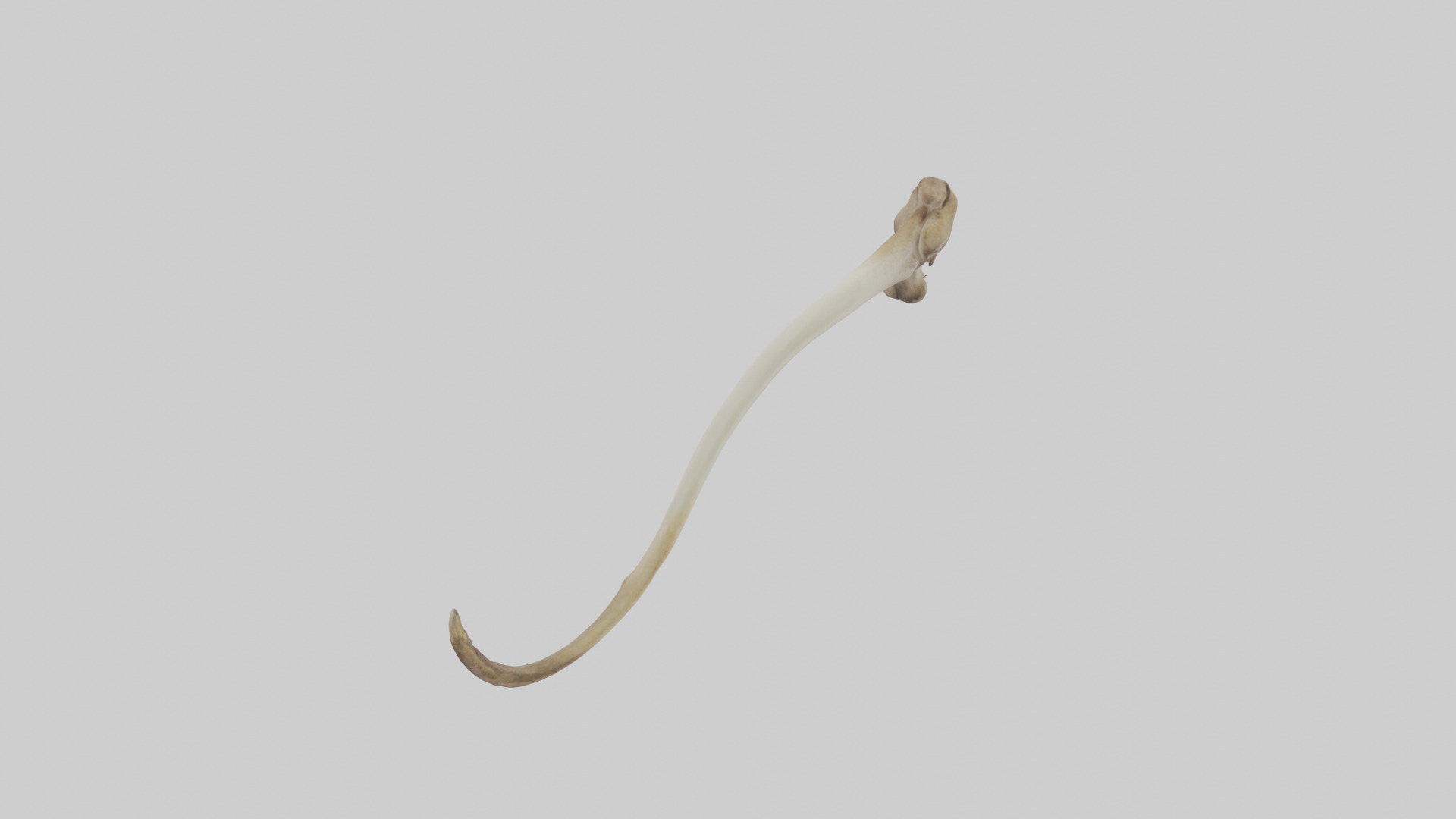 Kangaroo Tibia Low-poly 3D model_2