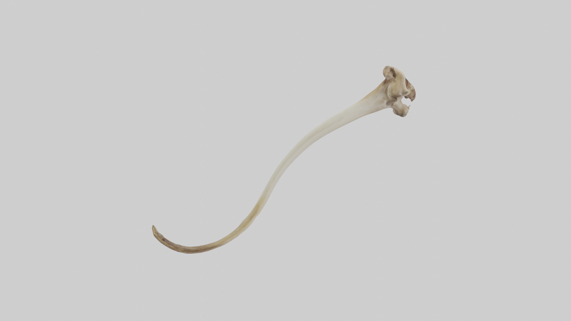 Kangaroo Tibia Low-poly 3D model_13