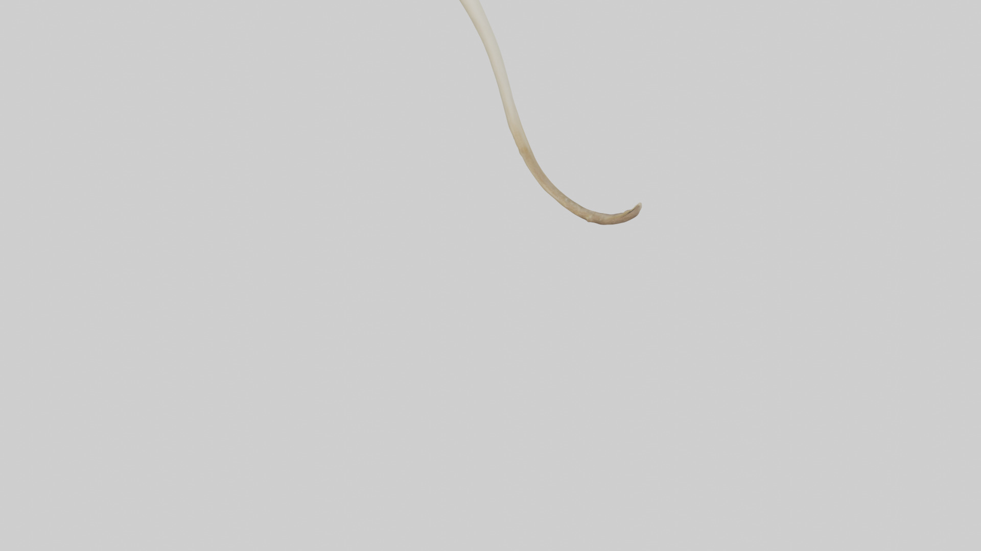 Kangaroo Tibia Low-poly 3D model_3