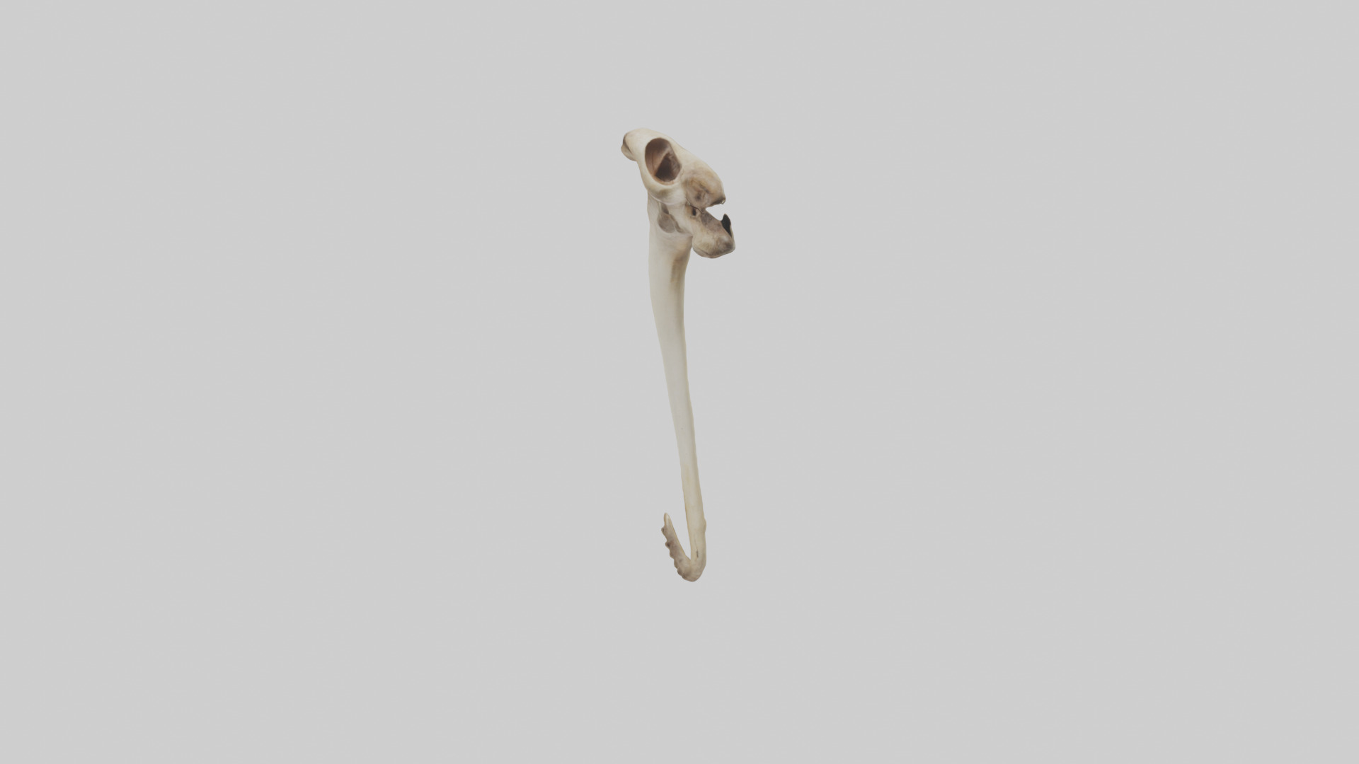 Kangaroo Tibia Low-poly 3D model_9