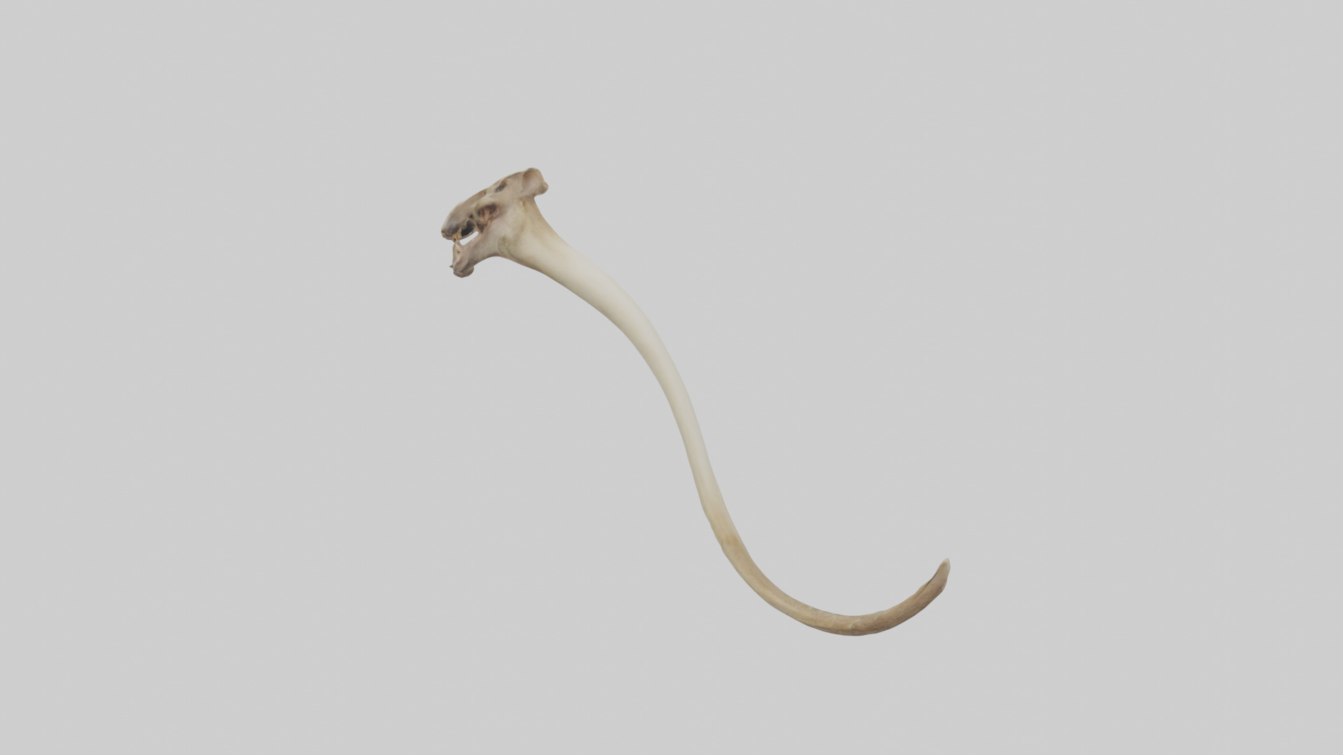 Kangaroo Tibia Low-poly 3D model_1