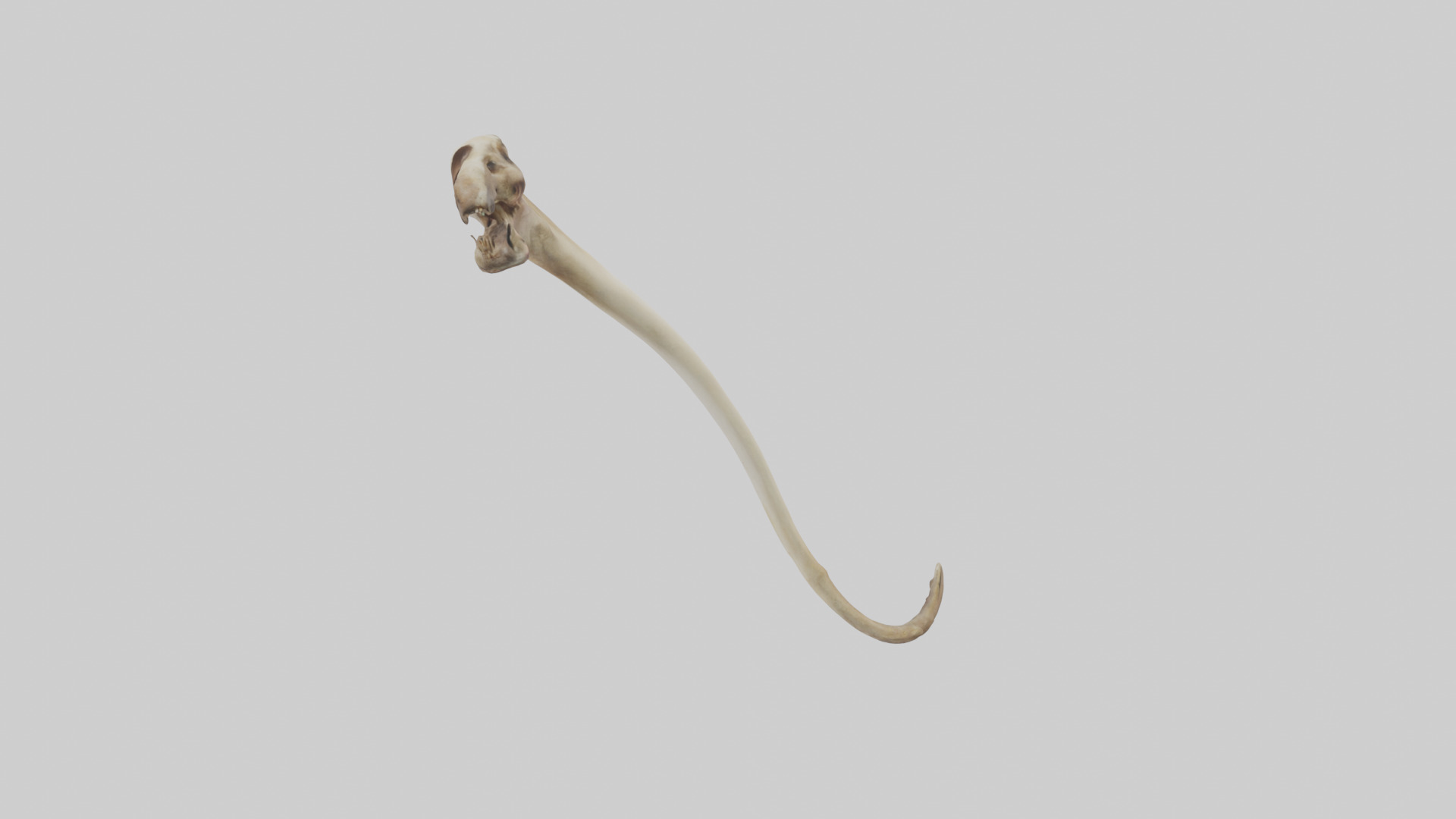 Kangaroo Tibia Low-poly 3D model_8