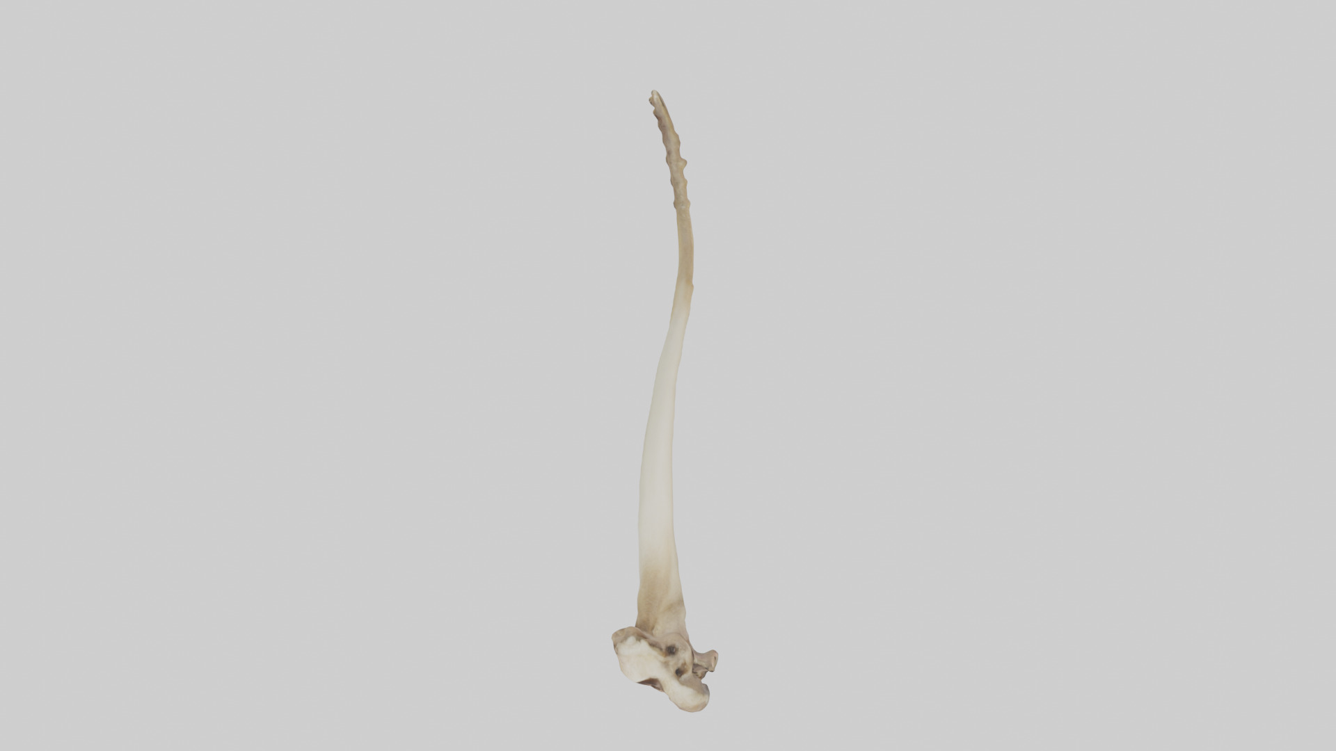Kangaroo Tibia Low-poly 3D model_14