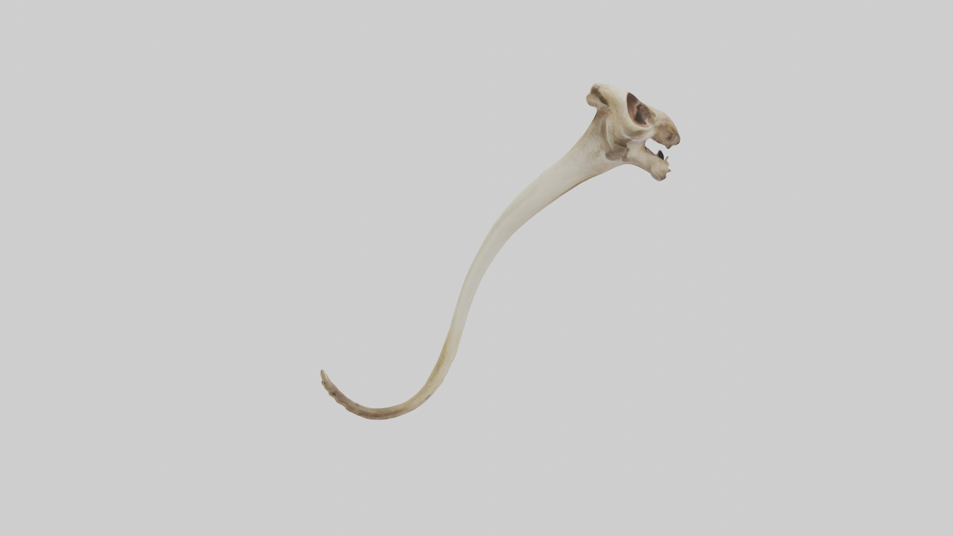Kangaroo Tibia Low-poly 3D model_7