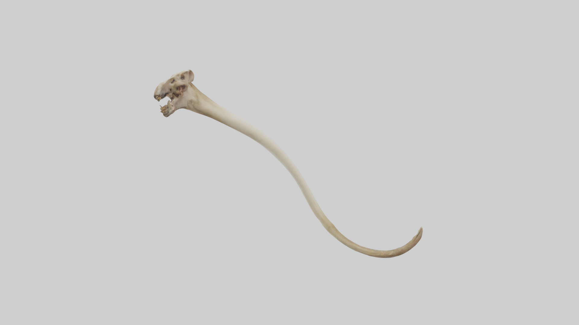 Kangaroo Tibia Low-poly 3D model_12