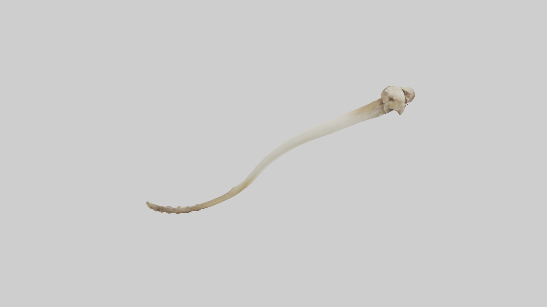 Kangaroo Tibia Low-poly 3D model_18
