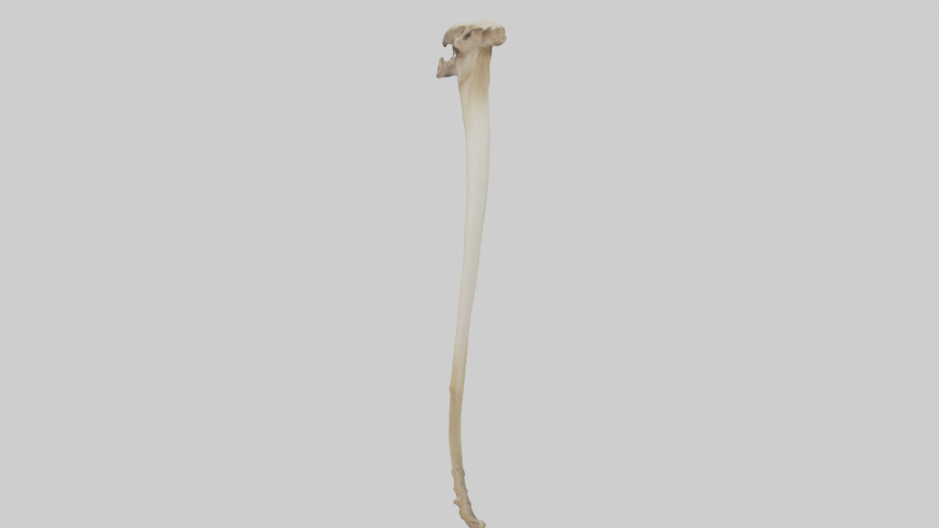 Kangaroo Tibia Low-poly 3D model_15