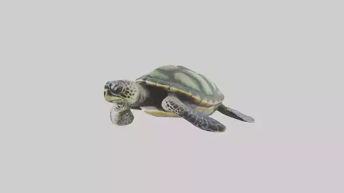 Kemps Ridley Sea Turtle statue model