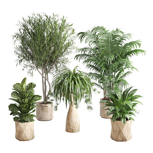 Indoor Plant set Olive Palm Fiddle Fig 3D model