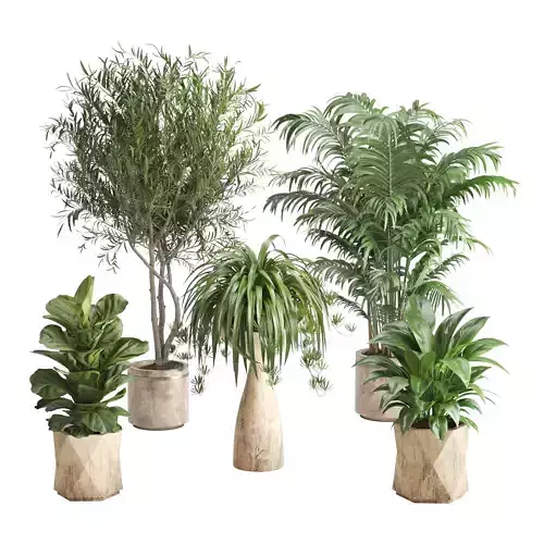 Indoor Plant set Olive Palm Fiddle Fig