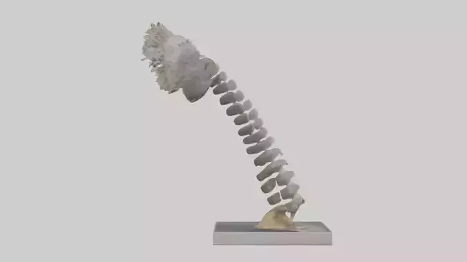 Koala Spine
