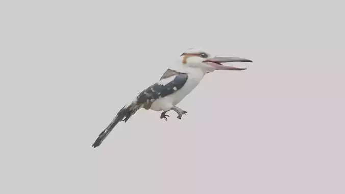 Kookaburra laughing model