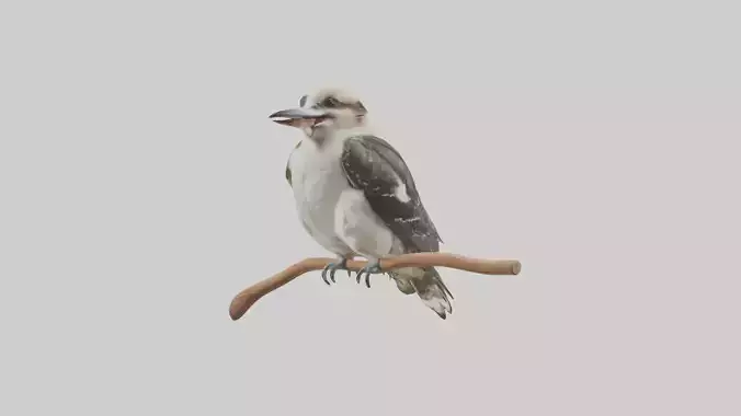 Kookaburra perched and laughing model