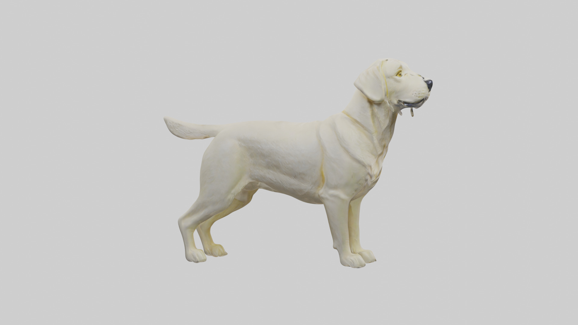 Labrador Retriever statue model Low-poly 3D model_1