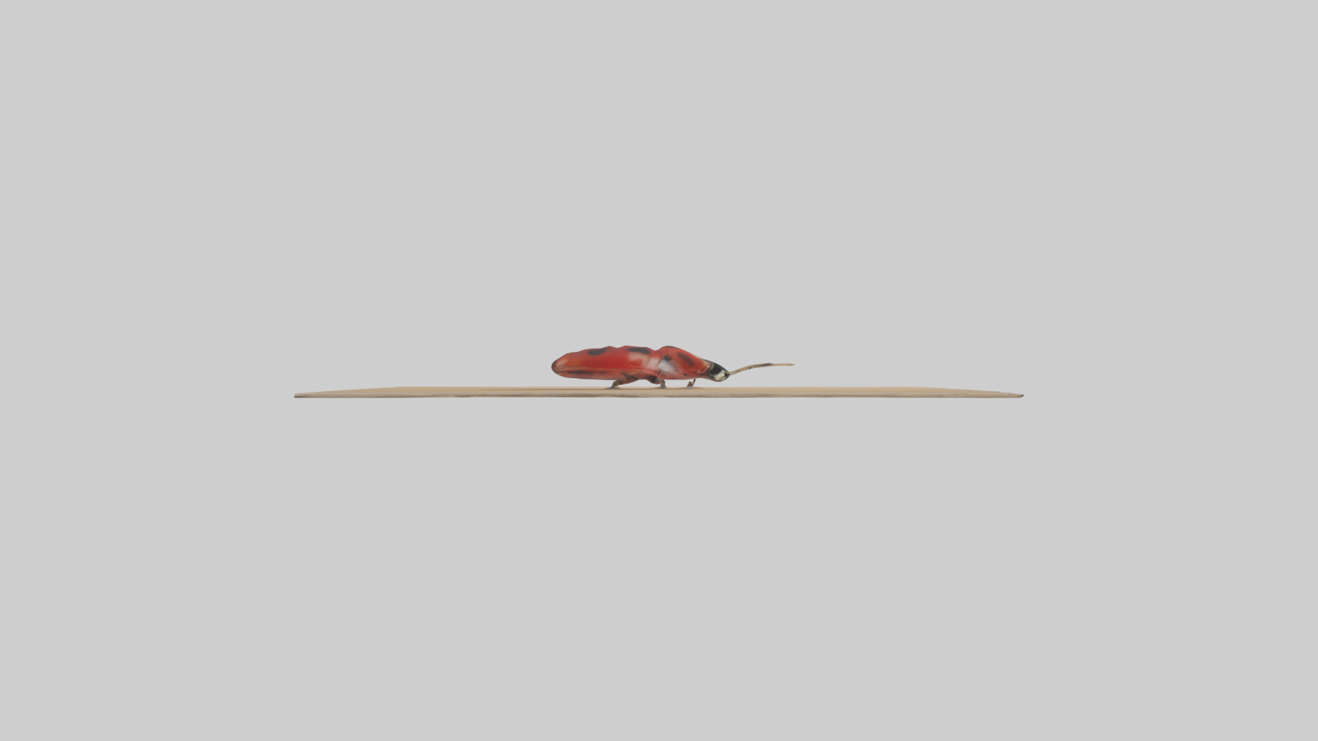 Ladybug sitting model Low-poly 3D model_14