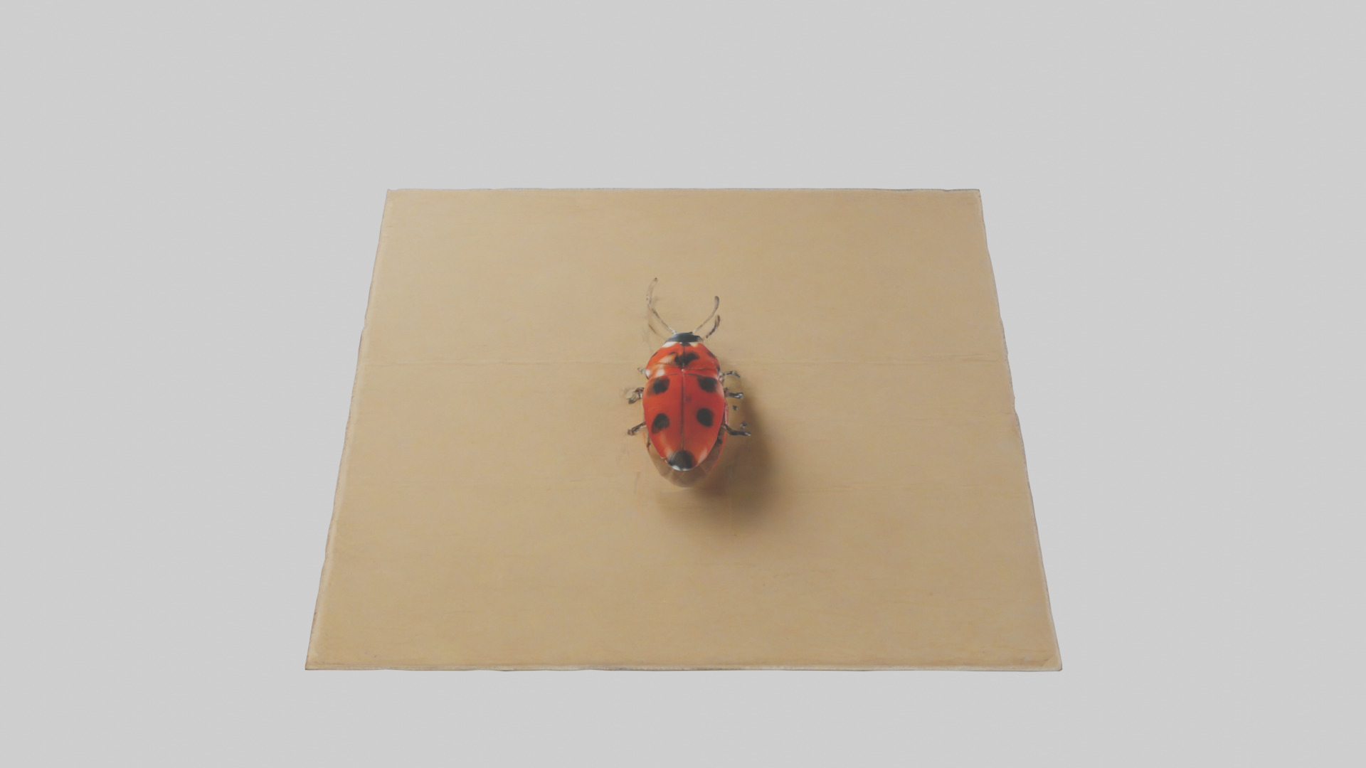 Ladybug sitting model Low-poly 3D model_16