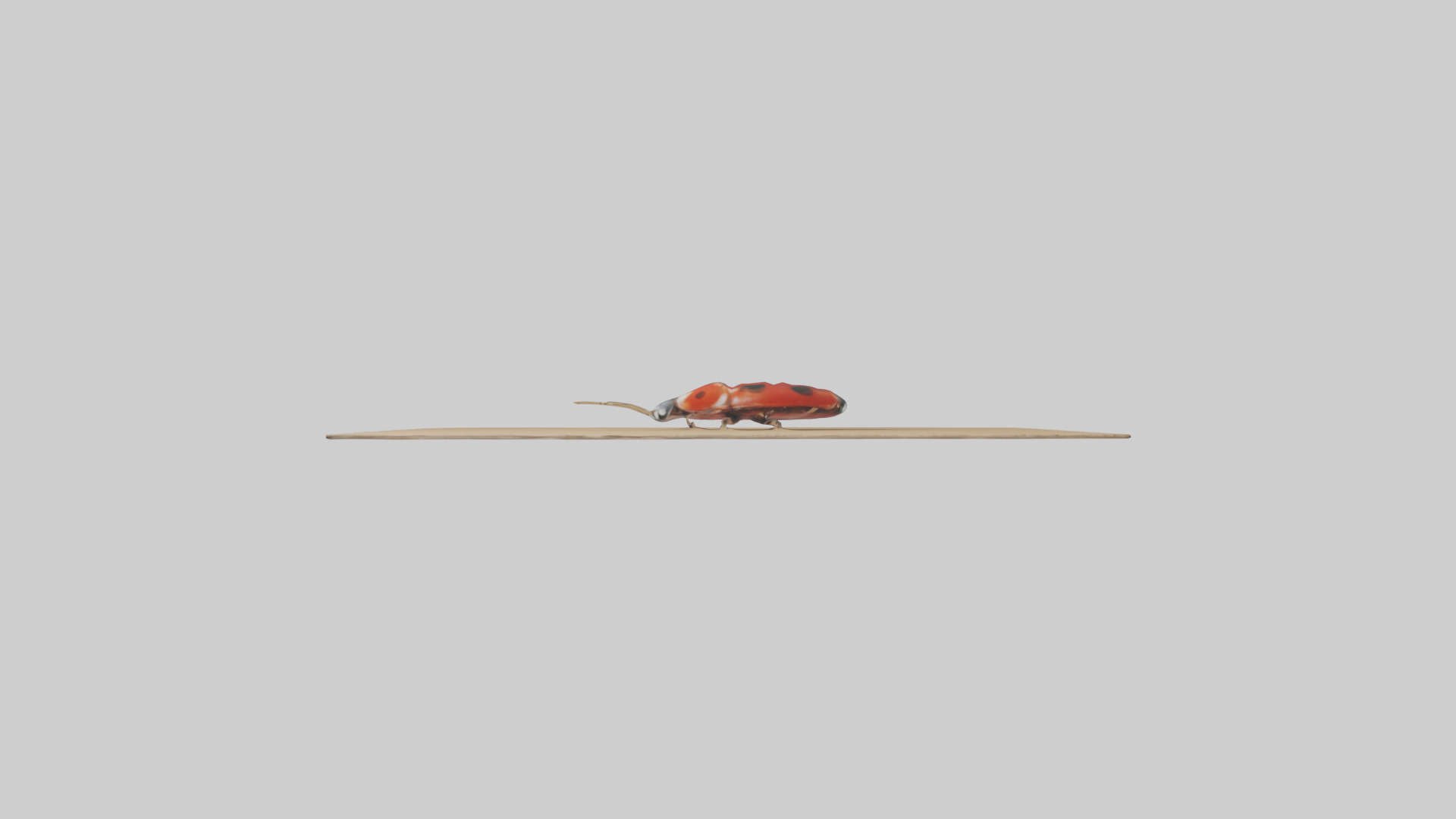 Ladybug sitting model Low-poly 3D model_13