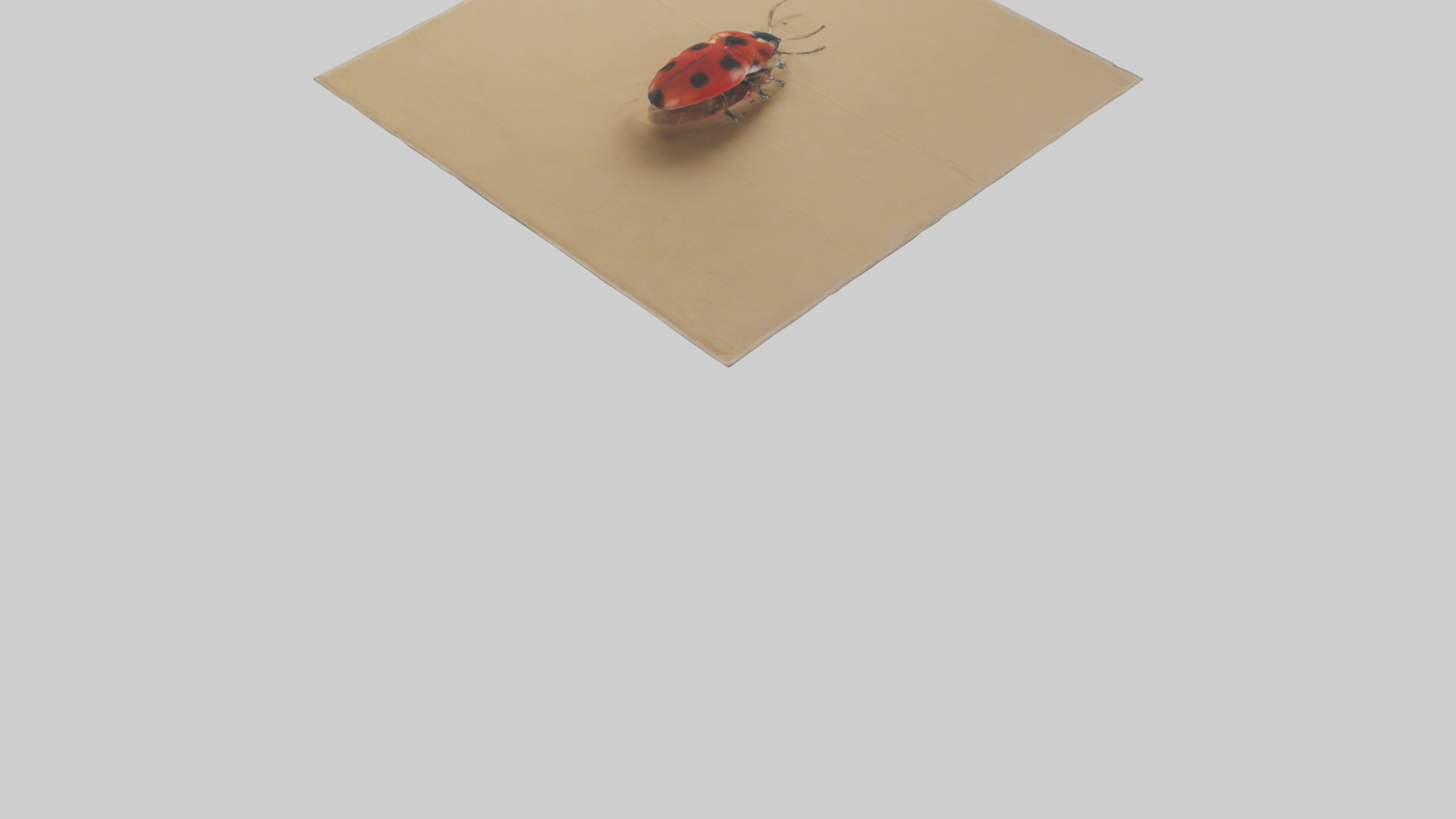 Ladybug sitting model Low-poly 3D model_5