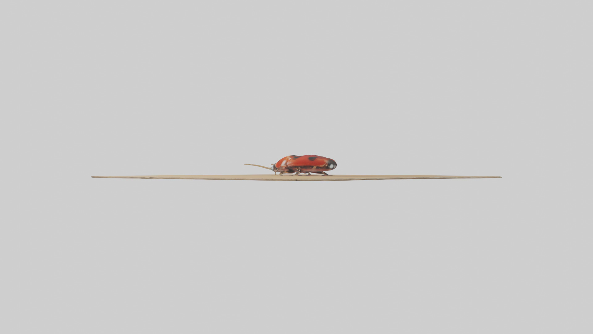 Ladybug sitting model Low-poly 3D model_2
