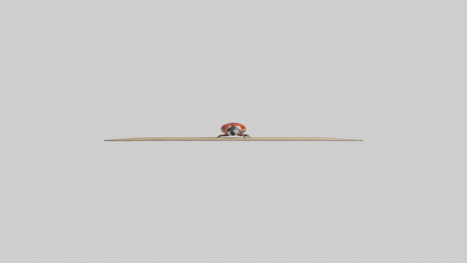 Ladybug sitting model Low-poly 3D model_10