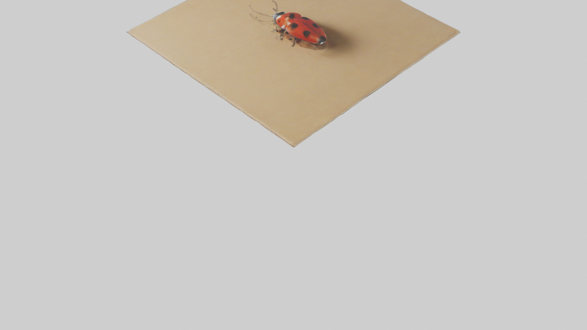 Ladybug sitting model Low-poly 3D model_4