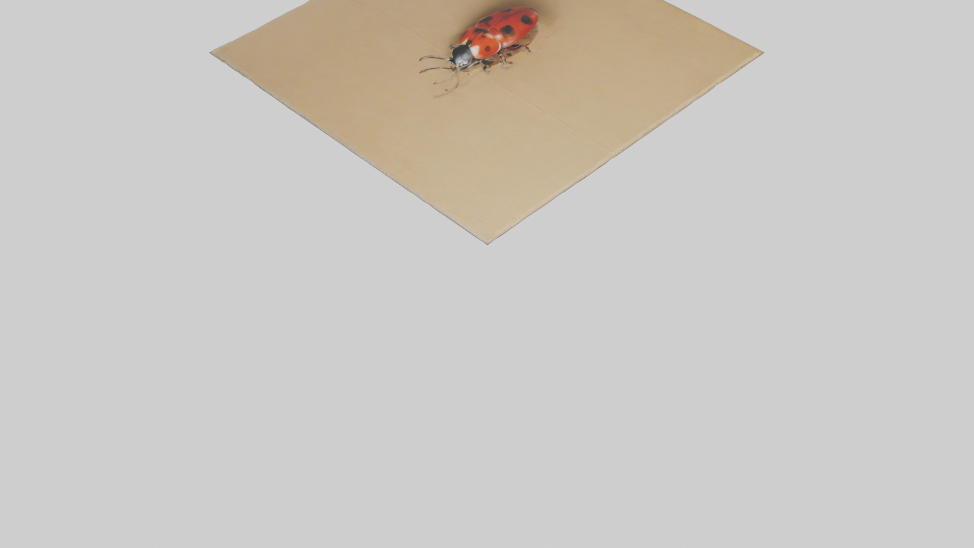 Ladybug sitting model Low-poly 3D model_6