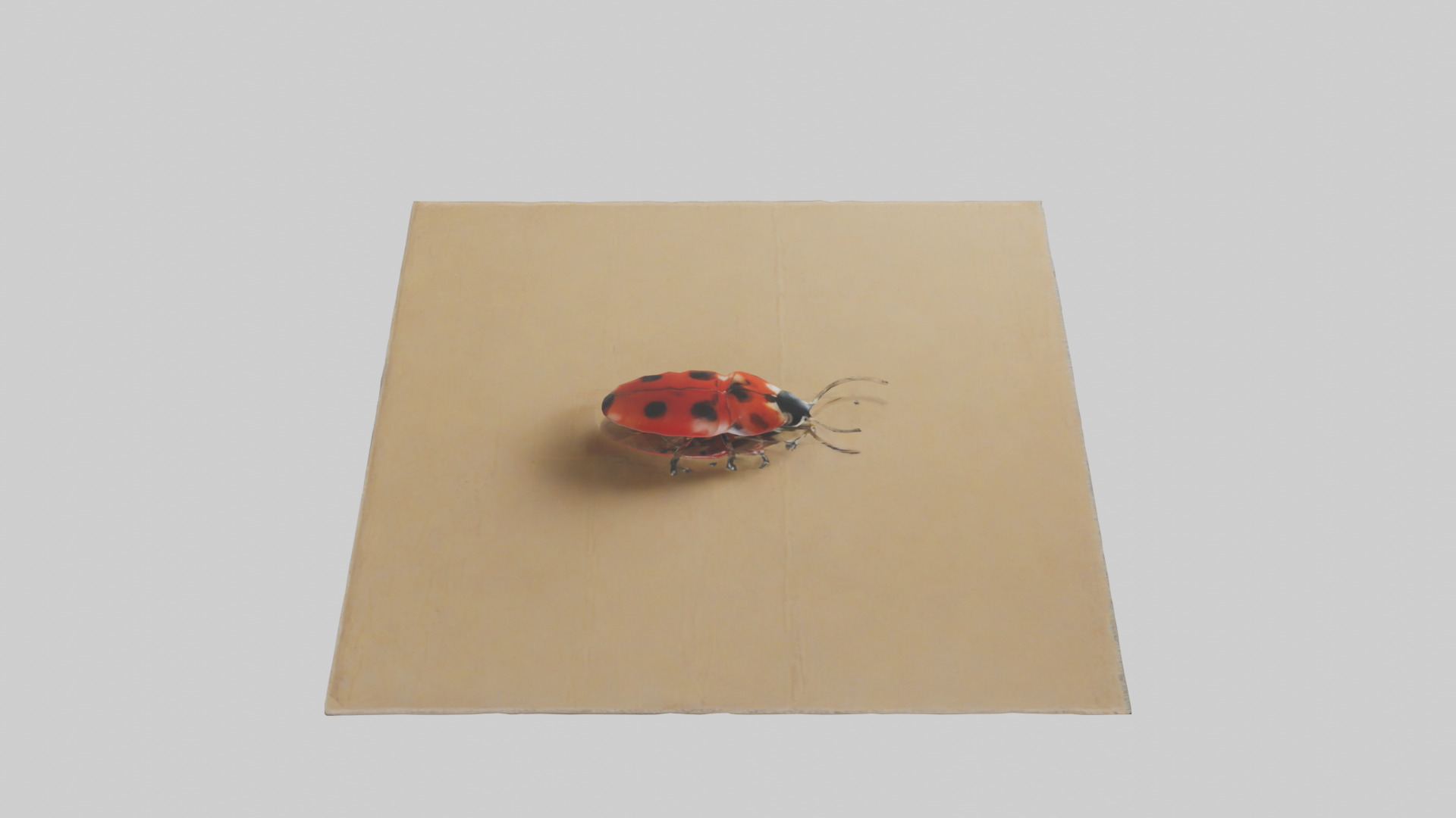 Ladybug sitting model Low-poly 3D model_18