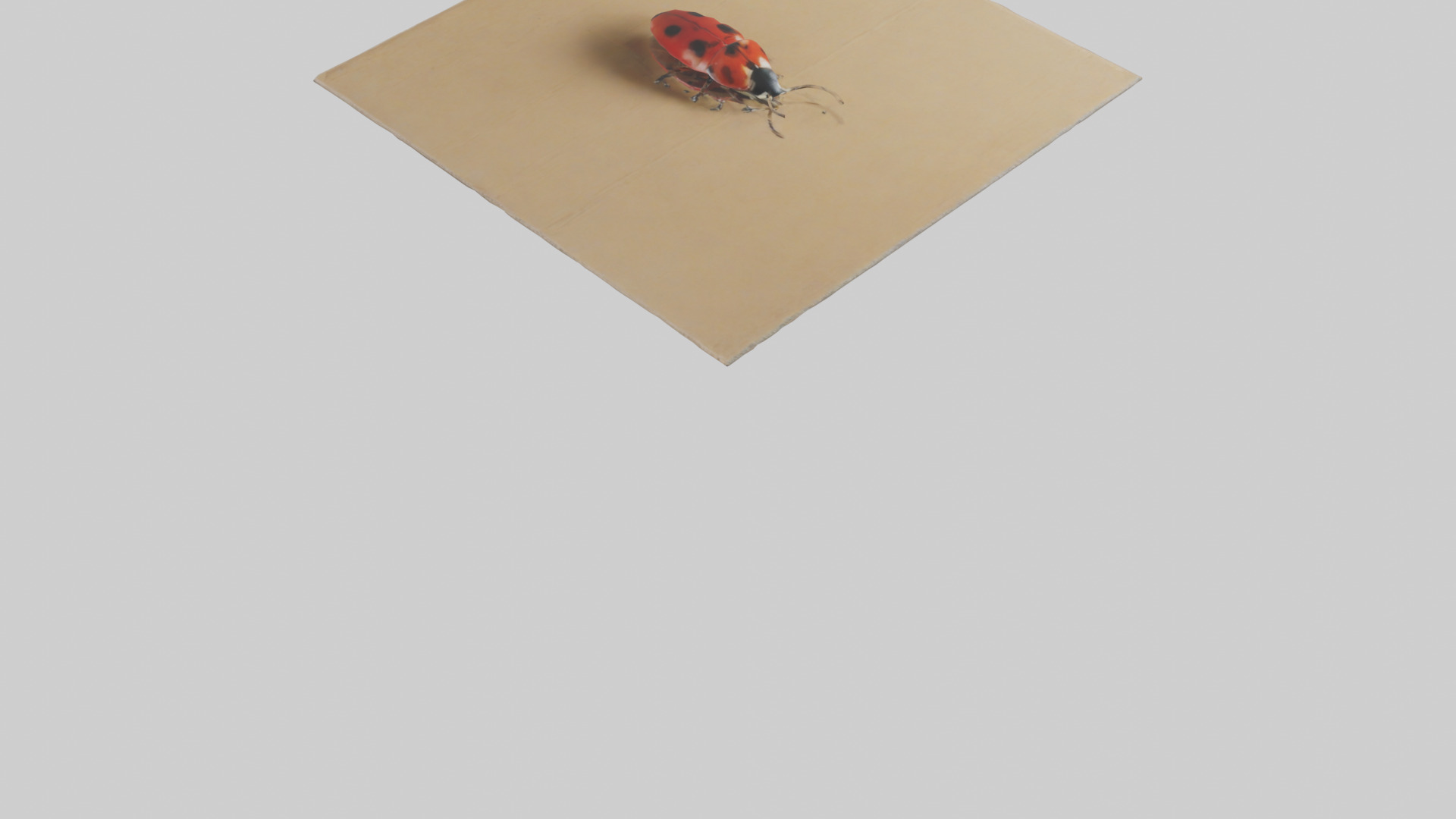 Ladybug sitting model Low-poly 3D model_7
