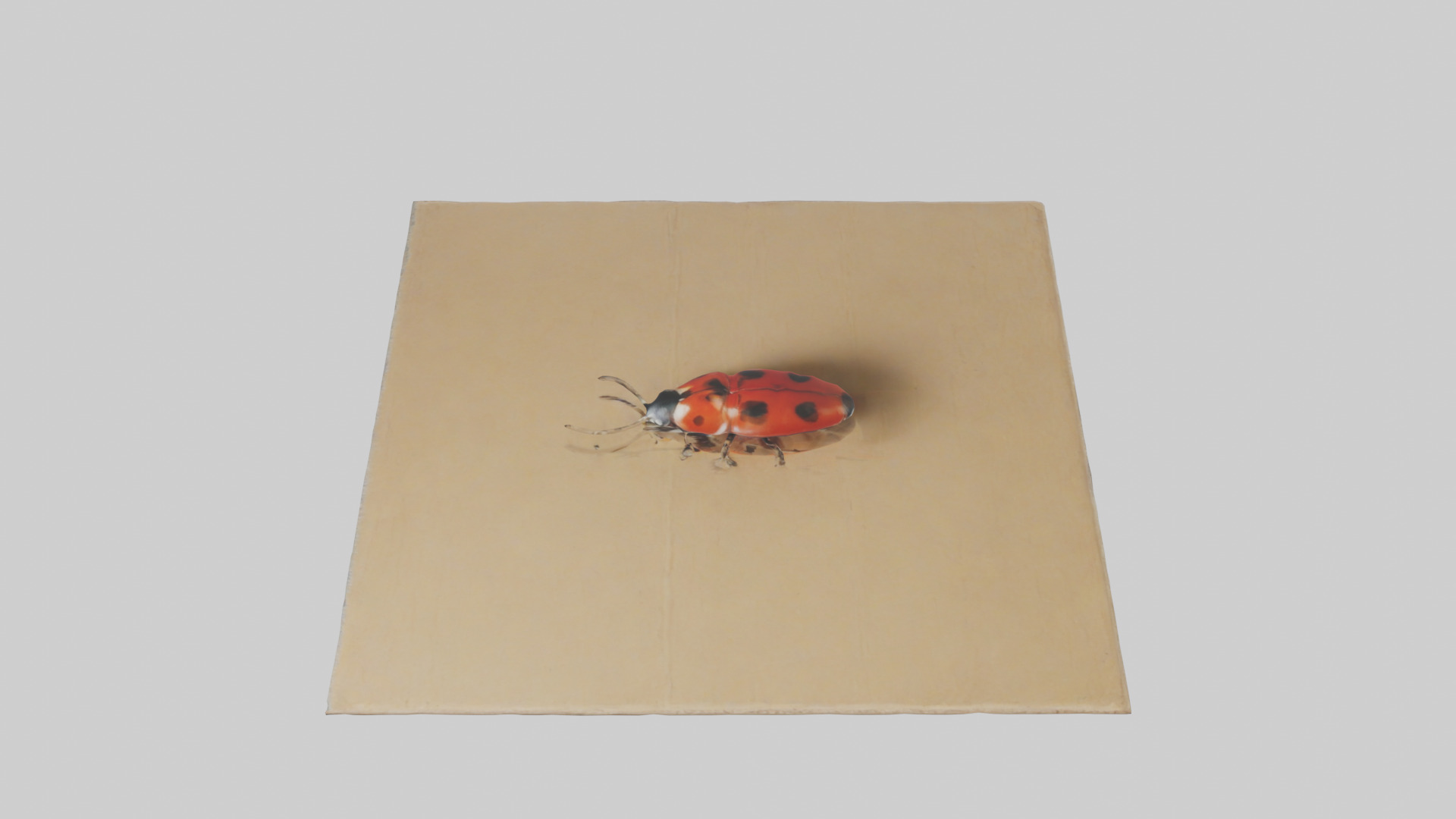 Ladybug sitting model Low-poly 3D model_17
