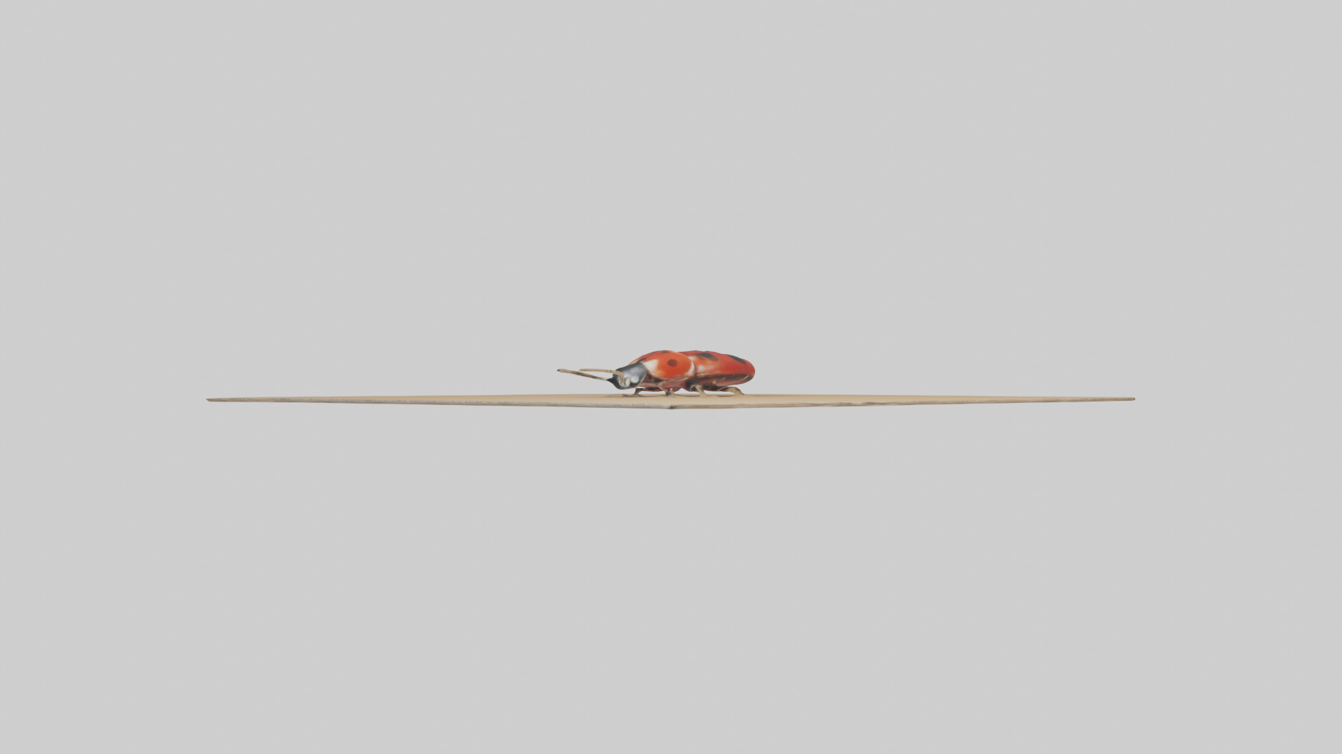 Ladybug sitting model Low-poly 3D model_11