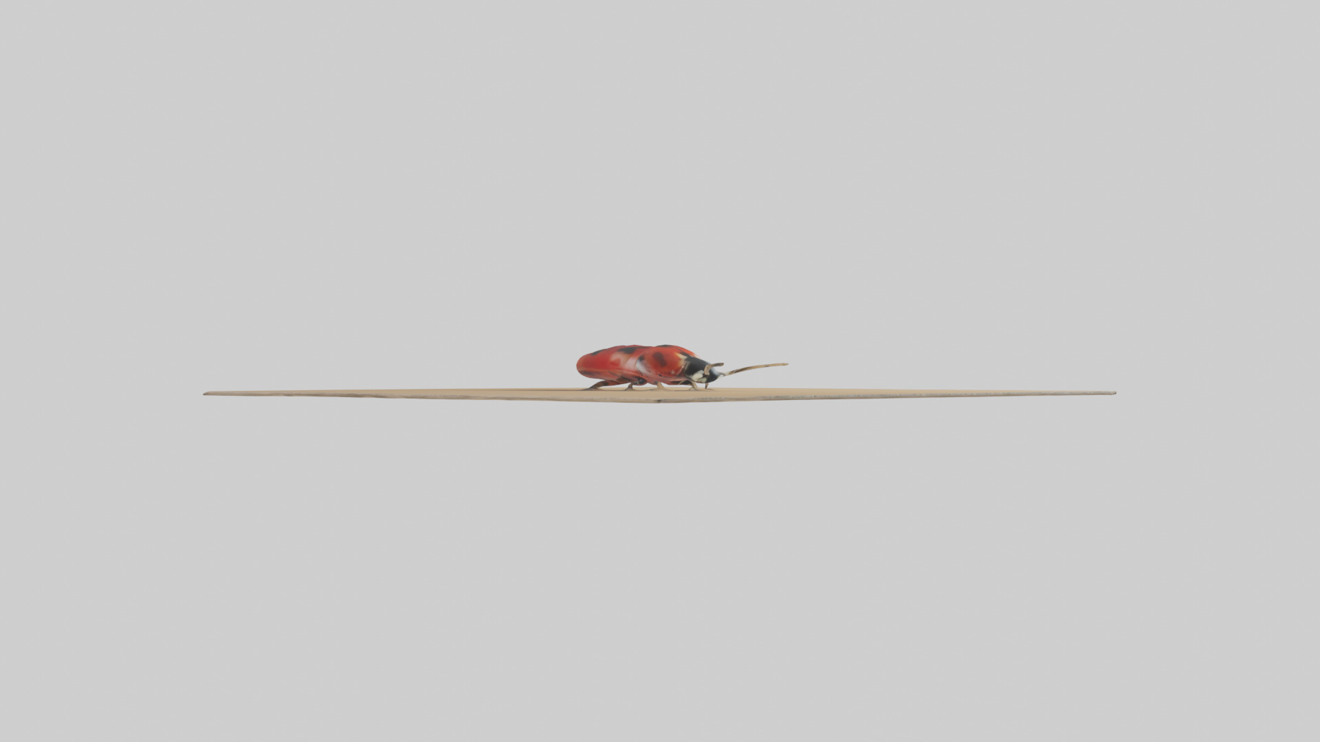 Ladybug sitting model Low-poly 3D model_12