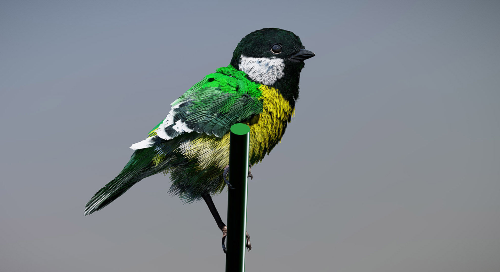 Great Tit 3D model_2