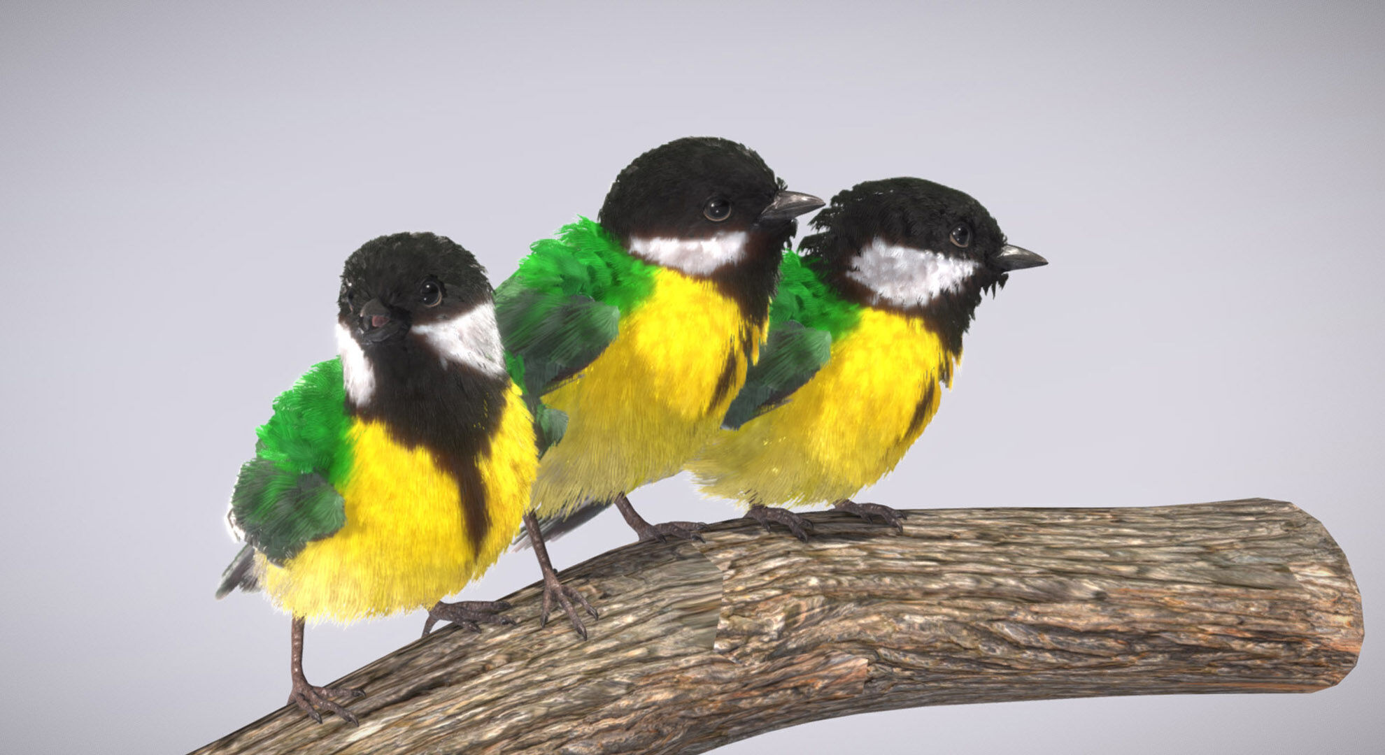 Great Tit 3D model_6