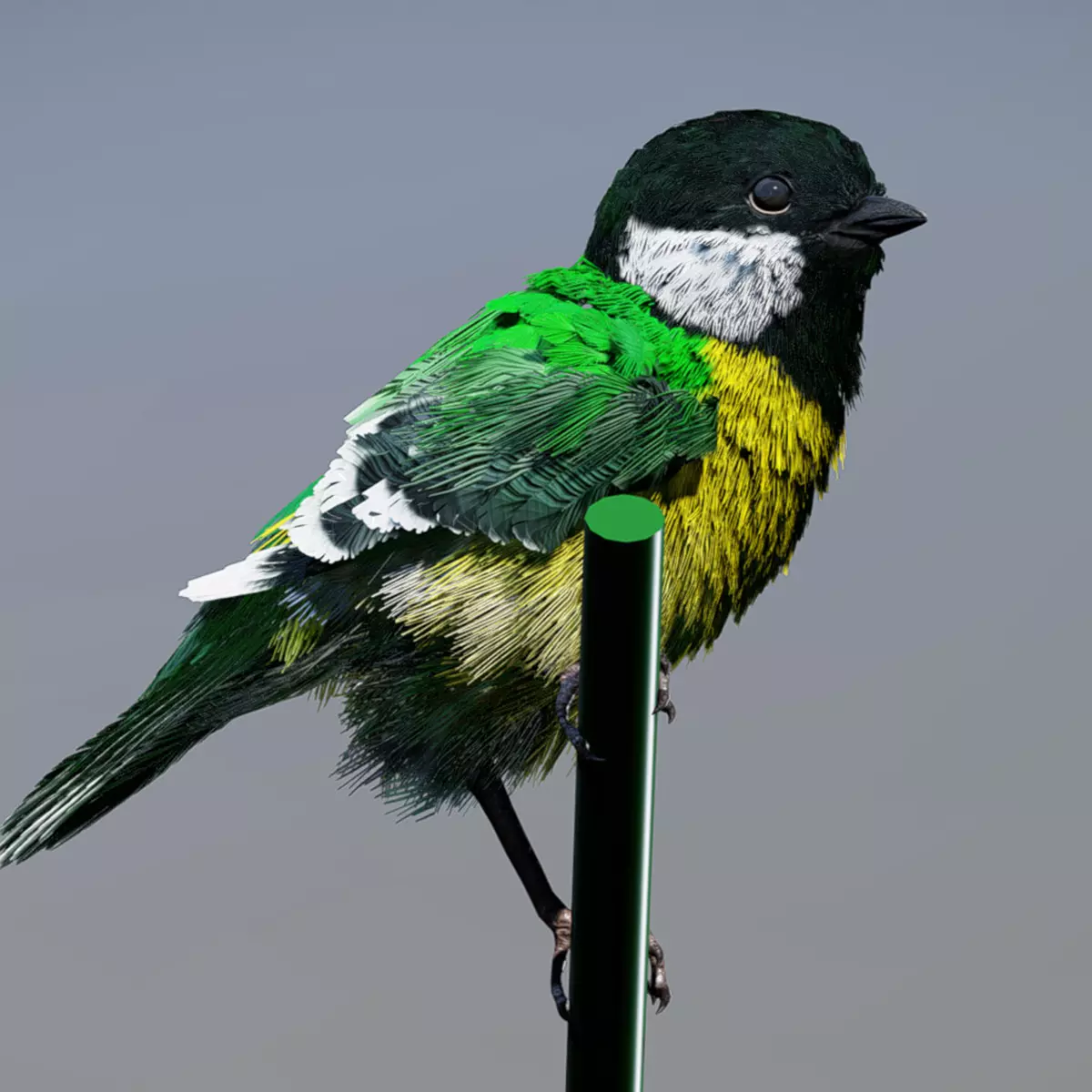 Great Tit 3D model_0