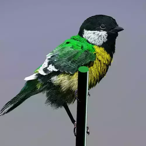 Great Tit