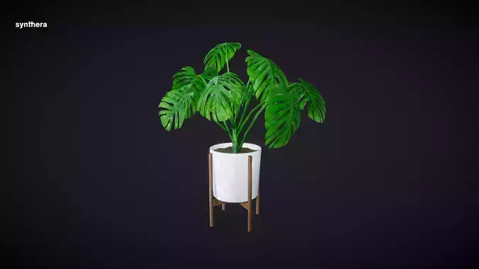 Plant Philodendron