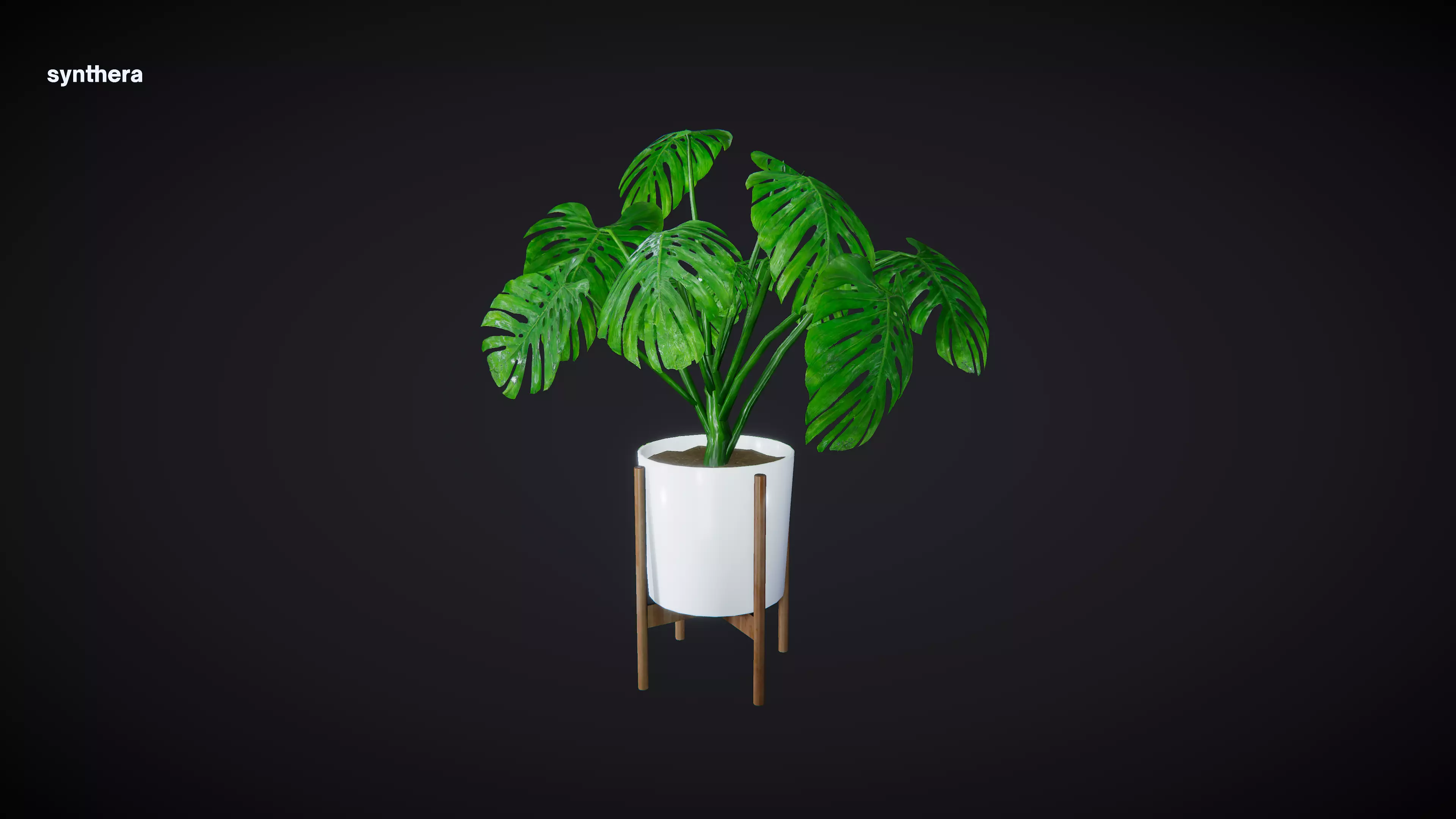 Plant Philodendron 3D model