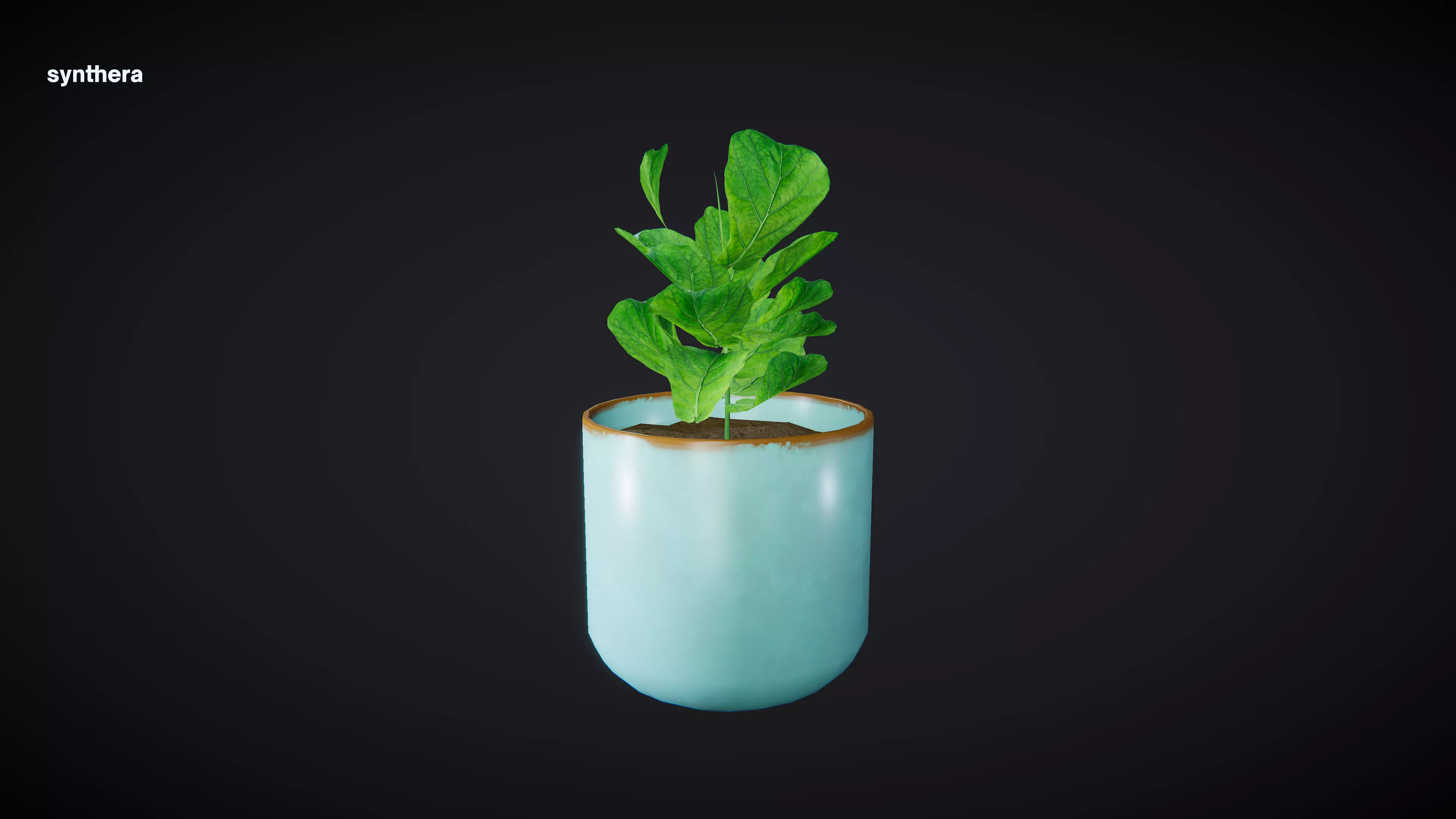 Plant Ficus 3D model_0