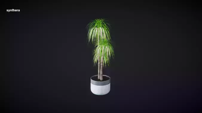 Plant Dracaena