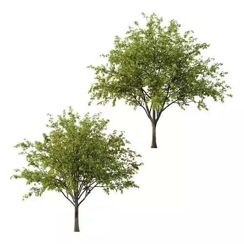 Prunus pseudocerasus Fruit Tree 04